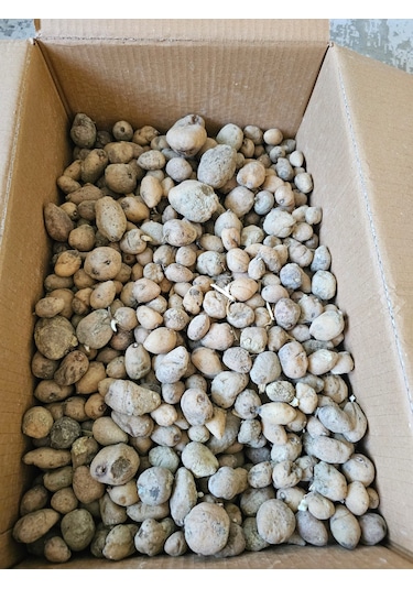 Salep Fidesi Serapies