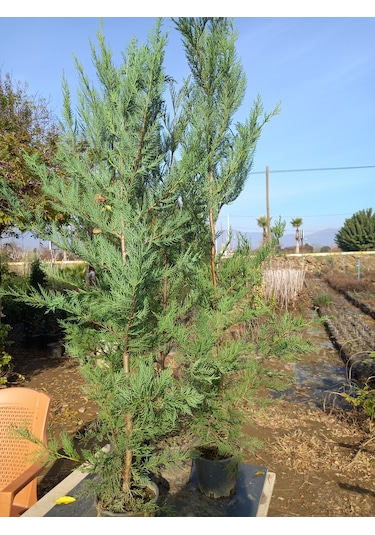 Leylandi, Çit Çamı 100-130 Cm. Boyunda, 2 Litre Saksıda