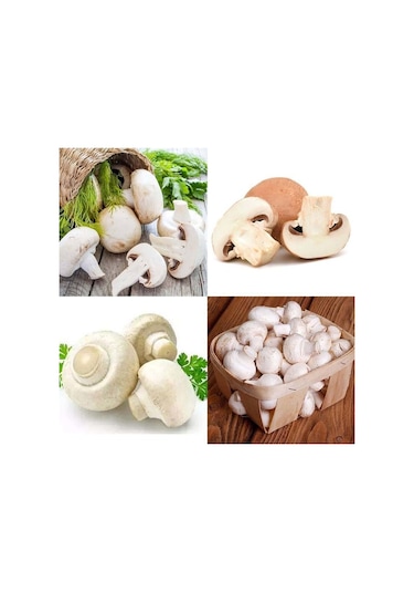 Dahil 20000 Adet KüLür Mantarı Tohumu