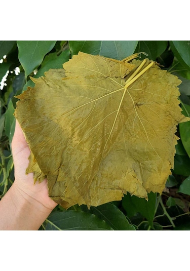 Ege'den Sultaniye Salamura Asma Yaprak Yeni Mahsul 5 Kh.bidon