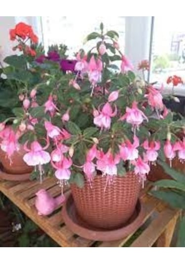 20 Adet Tohum Nadir Pembe Küpeli Çiçeği Mezarlık Kabir Çiçeği Sak