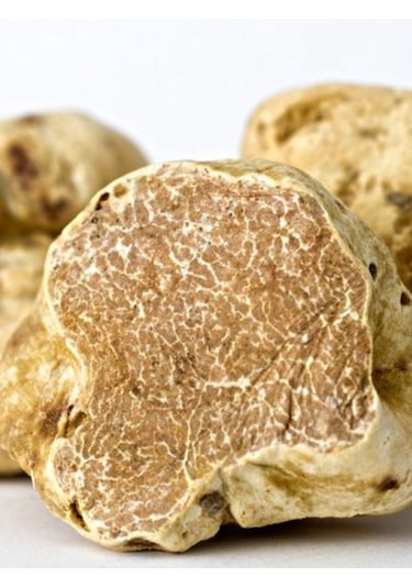 Beyaz Trüf Mantarı Tuber Magnatum Tohumu 500 Gr