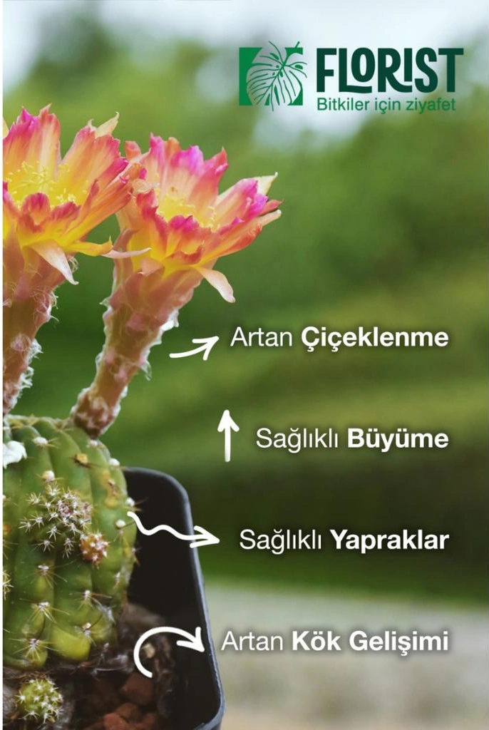 Konsantre Sıvı Kaktüs Ve Sukulent Bitki Besini 200 G
