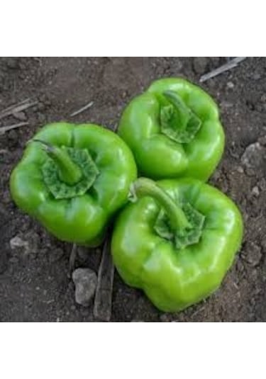 200 Adet Tohum Acı Yeşil Dolmalık Köy Biberi Tohumu Organik Bahçe