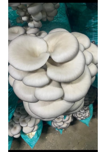 6 Kg İstiridye Mantarı Kompostu Mantar Çıkımına Hazır, Yetiştir