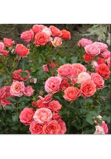 Tüplü Salmon Yediveren Goncalı Masal Gülü Fidanı