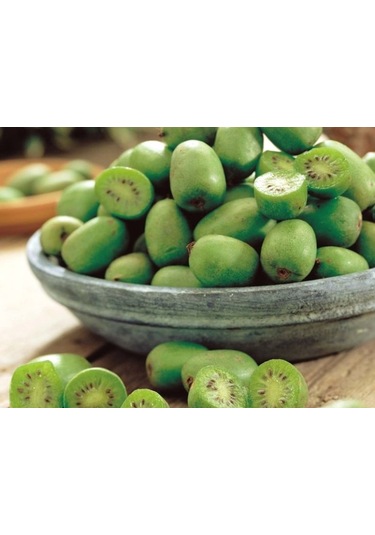 Bahçevilya Mini Kivi Fidanı 1-2 Yaş Arası Tüplü