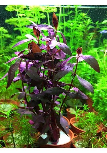 Alternanthera Sessilis Akvaryum Bitkisi Canlı Bitki 5 Dal