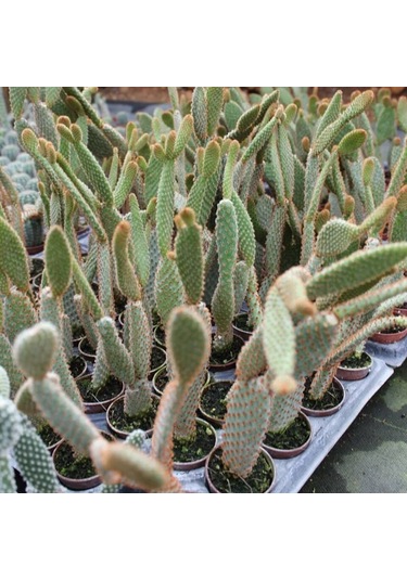 Tavşan Kaktüs / Sarı Dikenli Opuntia Microdasys Albata , 5.5 Cm Saksıda 1 Adet