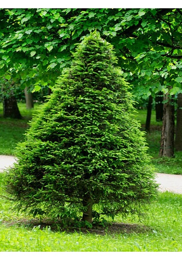 Videolu Limon Çamı Limoni Servi 80 90 Cm 1 Adet Saksılı Cupressus Macrocarpa