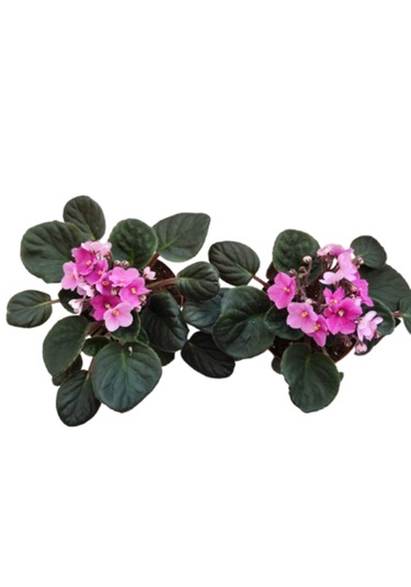 2 Adet İthal Menekşe Pembe Renk