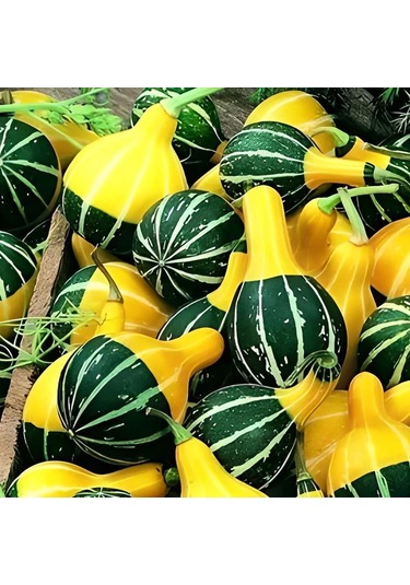 Karışık Süs Kabağı Tohumu 1 Paket 10 Adet