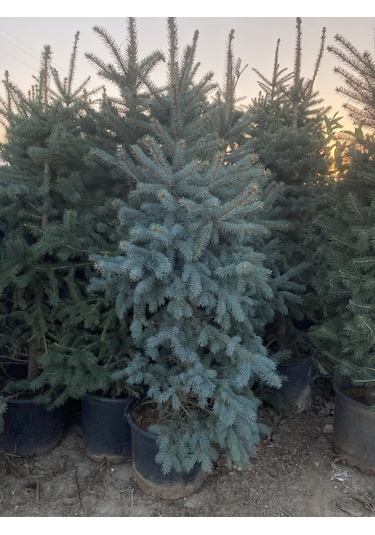 Mavi Ladin (Yılbaşı Çamı) Fidanı 160-200 CM