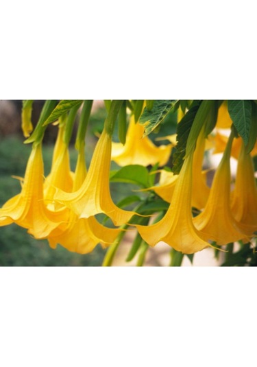 Sarı Angel Trumpet Tohumu Ekim Seti 3 Tohum Meleklerin Borozanı Tohumu Saksı Toprak Kombin