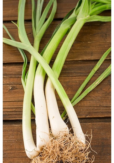 +100 Adet Pırasa Tohumu