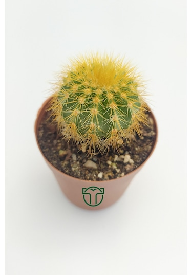 Notocactus Leninghausii 5.5 Cm Saksıda