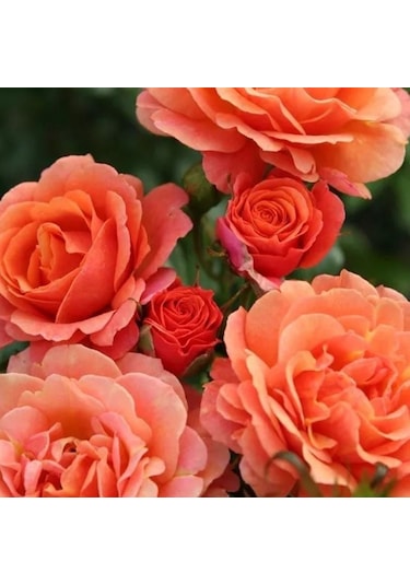 Tüplü Kordes Çok Goncalı Orange Juwel Yediveren Gül Fidan