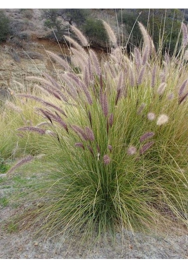 Pennisetum Otsu Bitki 10 Adet