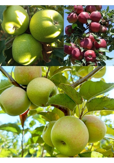 3 Lü Elma Fidanı Paketimiz 3 Yaşlı 120-150cm