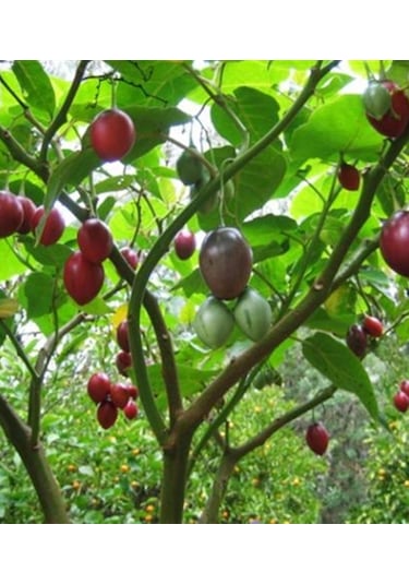 Tamarillo Domates Ağacı 70-100 Cm Tüplüdür