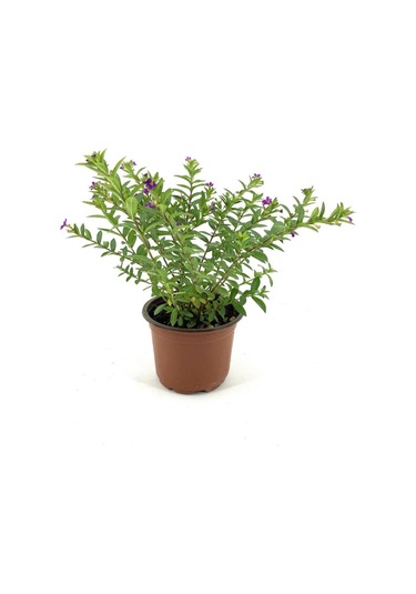 Kufeya Fidanı Mor Çiçekli 15-25 Cm