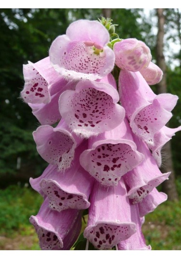 Pembe Çan Çiçeği Tohumu Ekim Seti Kadeh Çiçeği Tohumu 10 Tohum Saksı Toprak Kombin