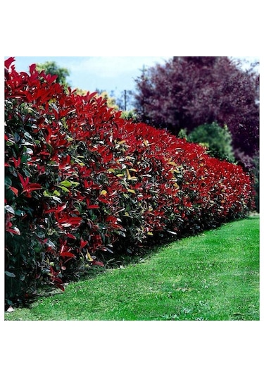 Alev Ağacı Photinia Fidanı 100-120 Cm Boy