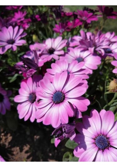 Videolu Mor 1 Adet Bodrum Papatyası Saksılı 40-55cm Purple Bodrum Daisy
