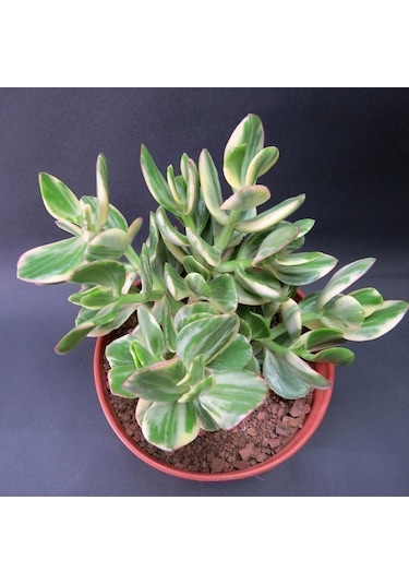 Serada Decor Plant Crassula Ovata Variegata Para Ağacı Jade Plant