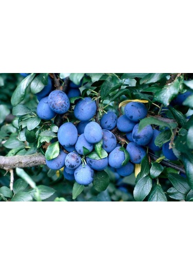 Bahçevilya Siyah Mersin Murt Fidanı 20-30 Cm Boylarında Tüplü