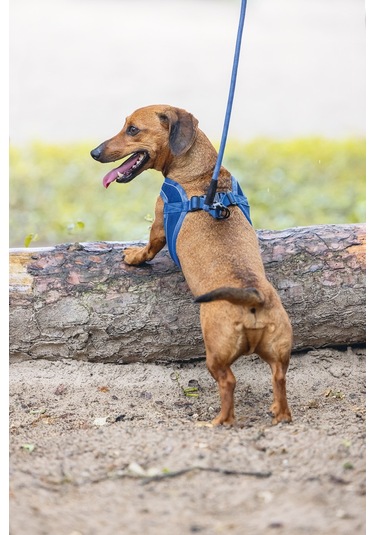 Beeztees Köpek Göğüs Tasması, Neopren, Mavi, Xs, 30-35cm Çok Renkli