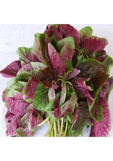 Ata Tohum Geleneksel Şifa Deposu Kırmızı Amarant Sebzesi Tohumu 50 Tohum