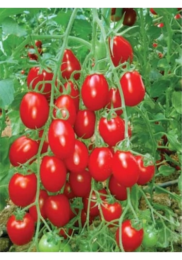 İtalyan Rio Grande Domates Tohumu 25 Adet Tohum