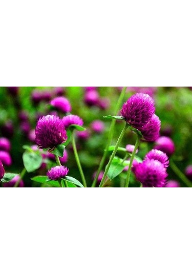 Hanım Düğmesi Tohumu 30 Adet