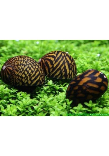 Nerite Salyangoz Tiger 1 Adet 1-3 Cm