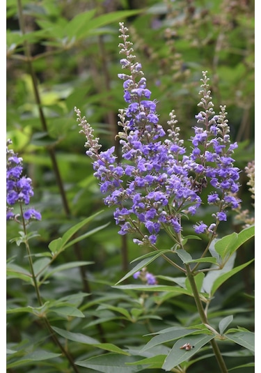 Hayıt Sirkesi 250 Ml- Doğal Fermantasyon Hayıt Tentürü