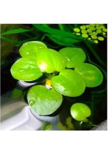1 Adet Havuz Bitkisi - Frogbit Su Üstü Bitkisi -