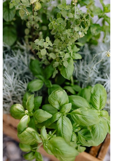 Limon Fesleğen Tohumu 100 Adet