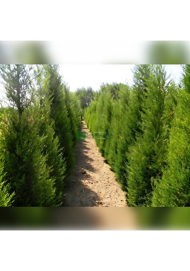 Leylandi Melez Servi Cupressus Leylandii 100-150 Cm Boyunda