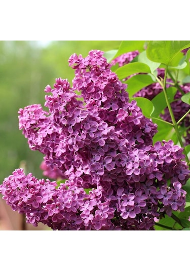 Tüplü Leylak Ağacı syringa Vulgaris Fidanı