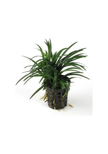 Japonica Saksı Canlı Bitki P122 Diğer