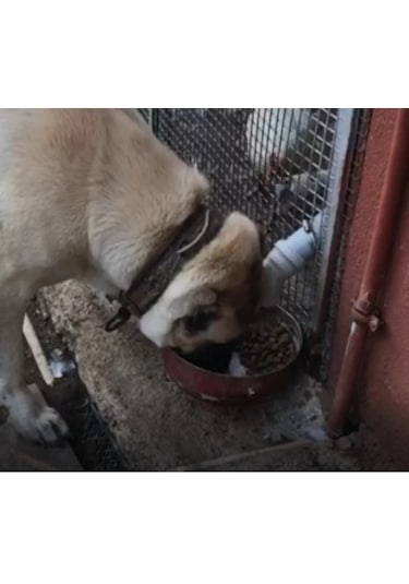 3e Tasarım Otomatik Köpek Mama Makinesi