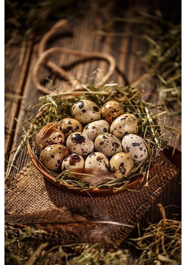 12 Adet Kıbrıs Jumbo Japon Ukrayna Bıldırcın Kuluçkalık Yumurta