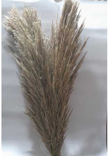 Pampas 3 Adet