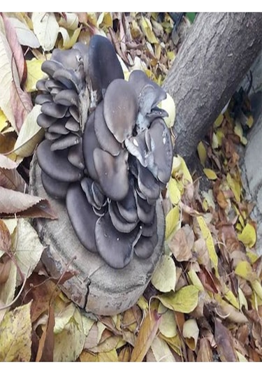 Kavak Ağacı Mantarı Tohumu Miseli 10kg