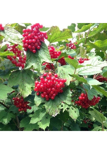 Tüplü Fidan Salkım Girebolu Gilaburu Fidanı 1m Boyunda Meyve Ver