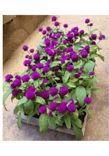 Hanım Düğmesi Tohumu 30 Adet