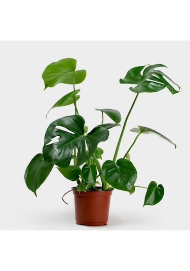 Deve Tabanı Bitkisi 40-50cm Monstera Deliciosa