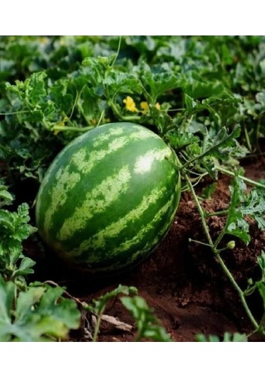 Galactica Karpuz Tohumu 10 Gr