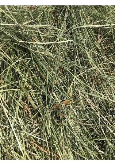 Çayır Otu Taze Yeşil ve Kuru Kemirgen Otu 1 KG